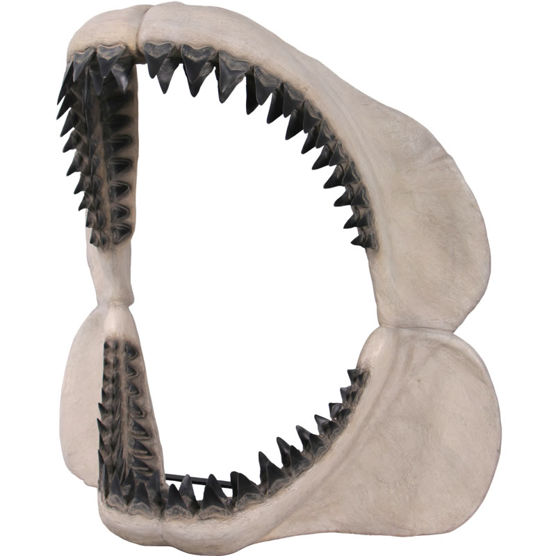 カルカロドン メガロドン サメ 歯 化石 - 雑貨